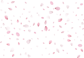 rosa sakura kronblad png