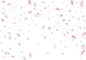 pétalos de sakura rosa png