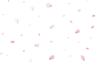 pétalos de sakura rosa png