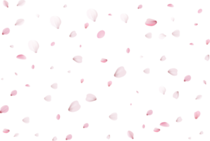 rosa sakura petali png