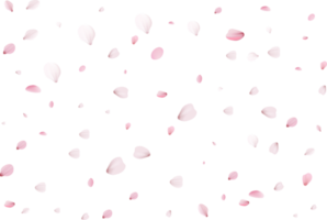 pétalas de sakura rosa png