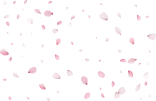 pétales de sakura rose png