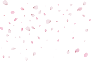 pétalas de sakura rosa png