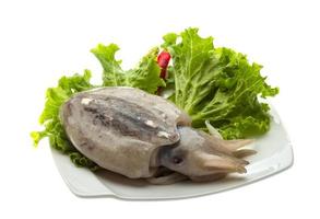 Raw cuttlefish on the plate and white background photo