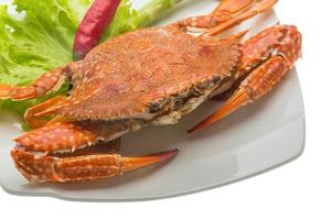 Boiled crab on the plate and white background photo