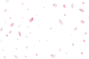 pétalas de sakura rosa png