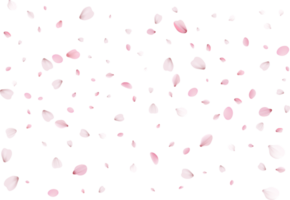 rosa Sakura-Blütenblätter png