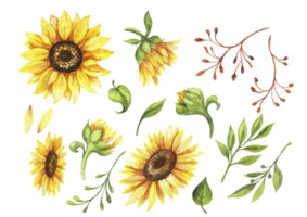 set of watercolor flowers elements sunflowers png