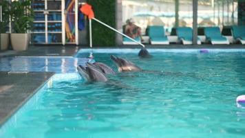 Dolphin in pool jumps onto concrete pool side video