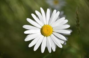 margarita salvaje floreciente sola en la primavera foto