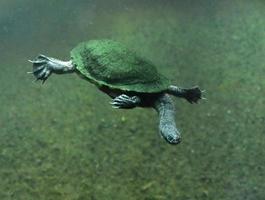 Swimming Australian Snake Necked Turtle Under the Water photo