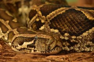 Fantastic Close Up of a Burmese Python photo