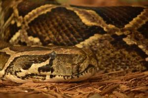 serpiente pitón birmana peligrosa con una piel estampada foto