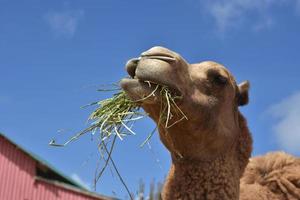 Beautiful Camel Eating a Bunch of Hay on a Farm photo
