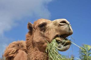 Amazing Look into the Mouth of a Chewing Camel photo