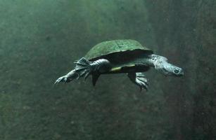 Snake Neck Turtle Swimming Along in the Water photo