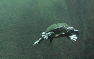 Swimming Australian Snake Necked Turtle in Green Murky Waters photo