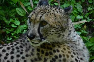 Captivating Cheetah Cat With a Wary Look photo