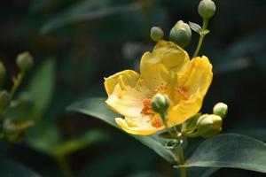 Budding and Flowering St Johns Wort in Garden photo
