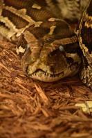 Scaled Burmese Python Snake Looking Very Mean photo