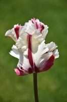 Close Up Look at a Single Red and White Striped Parrot Tulip photo