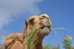 Looking into the Face of a Chewing Camel photo