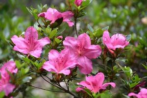 hermoso arbusto de azalea rosa floreciente en la primavera foto