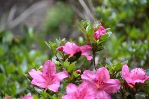 Pink Azalea Bush Blooming and Flowering in the Spring photo