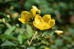 Yellow Budding and Flowering St Johns Wort photo
