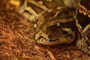 A Coiled Burmese Python on Wood Chips photo