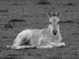 muchos caballos salvajes foto