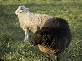 sheeps on a meadow in germany photo