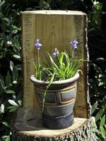 Summer time in a german garden photo