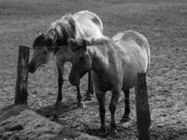 wildl horses in germany photo
