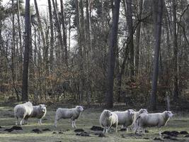 ovejas en el muensterland alemán foto