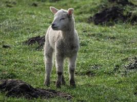 lambs on a meadow in germany photo