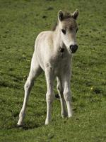 wild foals in germany photo