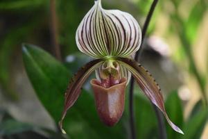 Maroon and White Orchid Blooming and Flowering photo