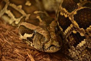 Patterned Burmese Python Snake Coiled Up photo