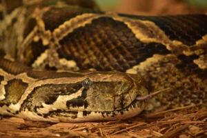 Close Up of a Burmese Python Sticking Out Its Tongue photo