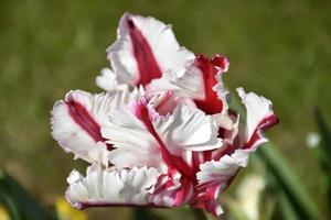 Beautiful Flowering Striped Red and White Parrot Tulip photo