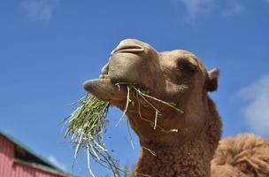 Camel Eating a Handful of Hay on a Farm photo