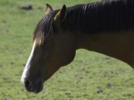 Beautifull horses in germany photo