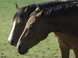 Beautifull horses in germany photo