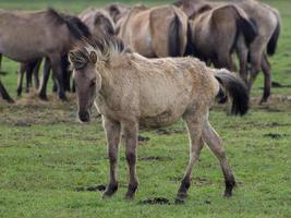 wid horses herd in germany photo