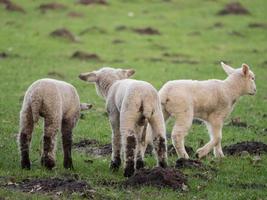sheeps and lambs in westphalia photo