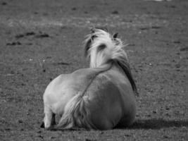 caballos salvajes en alemania foto