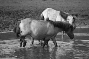 wild horses in germany photo