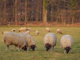 ovejas en un prado foto