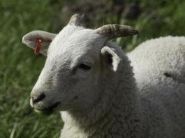 sheeps on a field photo